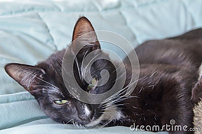 Moody tuxedo cat laying on bed