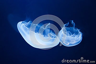 Moon sea jellies