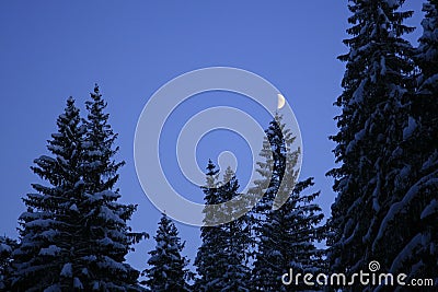 Moon on the tree