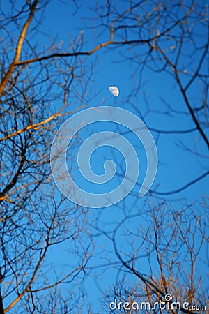 Moon among of tree