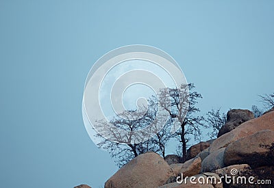 Moon and trees