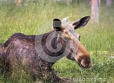 Moose cow lying in the grass