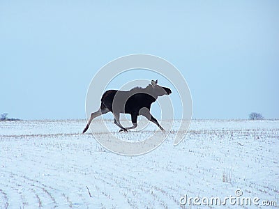 Moose running in winter