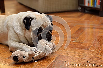 Mops with toy