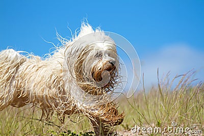 More cheerful Wet Dog