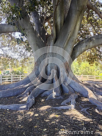 Moreton Bay Fig Tree