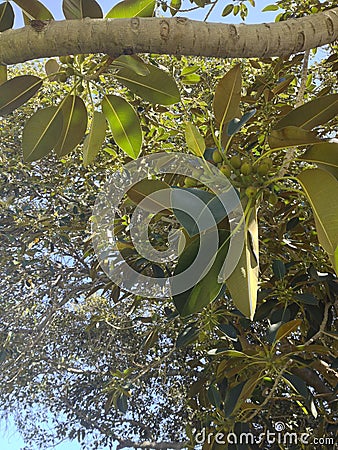 Moreton Bay Figs