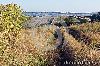 Morning in the countryside, field path