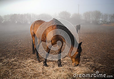 Morning. Fog. Horses