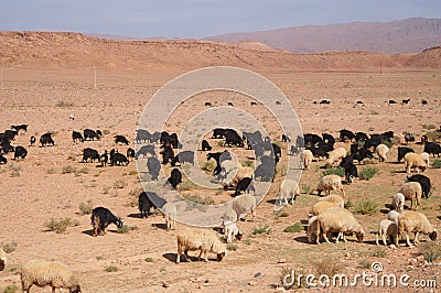 Moroccan goats near oasis in Tineghir , Morocco