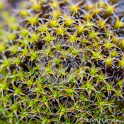 Moss close up