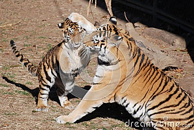Mother amur tiger and cub
