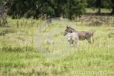 Mother and Baby Donkey