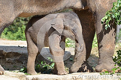 Mother and baby elephant