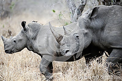 Mother and baby Rhino
