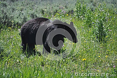 Mother black bear in yellowstone national park