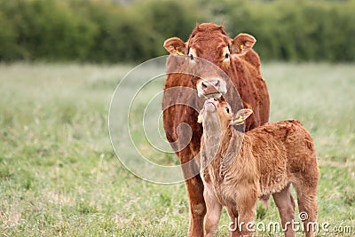 Mother Cow with a baby calf in a field.