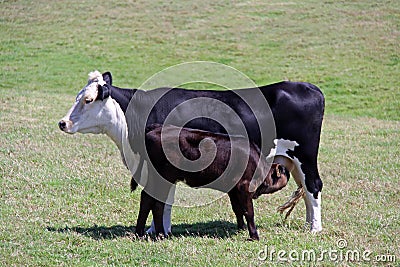 Mother cow and young calf
