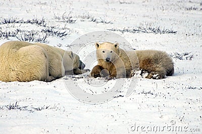 Mother and cub polar bear