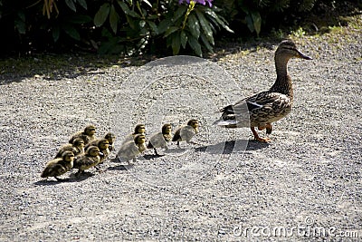 Mother duck and baby ducks