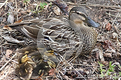 Mother Duck and Ducklings