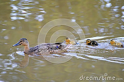 Mother Duck and Ducklings