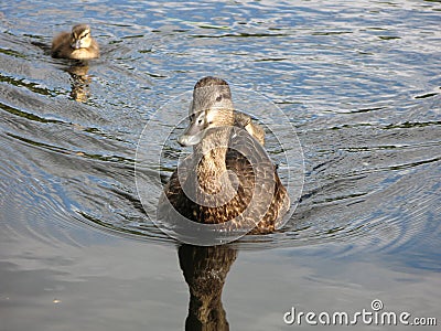 Mother duck leads, Algonquin Park, Ontario, Canada
