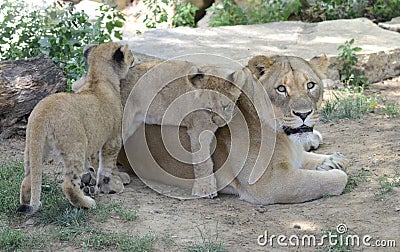 Mother lion and cubs