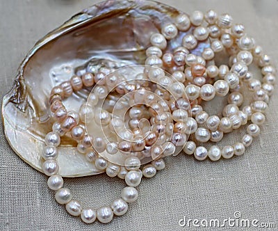 Mother of Pearl Necklace with original Oyster for sale by jewele