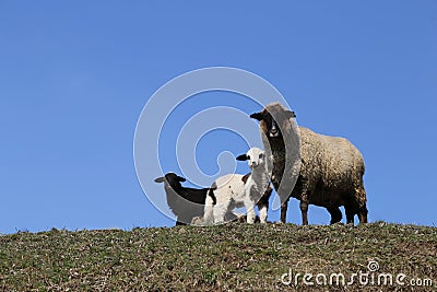 Mother Sheep: Black and White Lambs