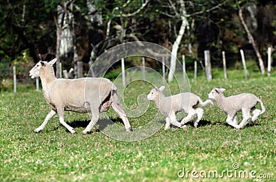 Mother sheep and her two newborn lambs