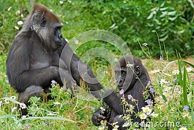 Mother with Young Gorilla