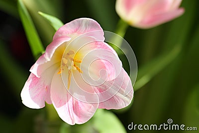 Mothers Day or Easter Tulip Card - Stock Photo