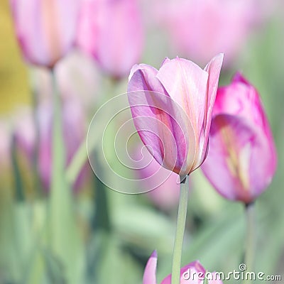 Mothers Day Tulip Card - Nature Stock Photos