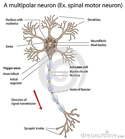 Motor Neuron, Detailed And Accurate, Labeled Vers. Stock Photography