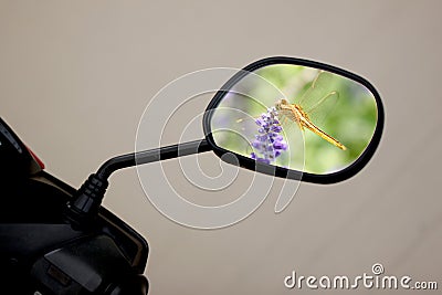 Motorcycle mirror and dragonflies inside.