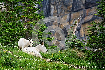 Mounain Goats, Glacier National Park, Montana