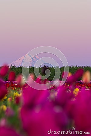 Mount Hood from the tulip farm