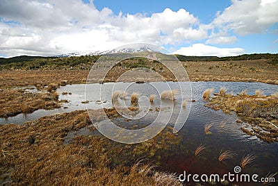 Mount Ruapehu from Waitonga Falls Walking Track