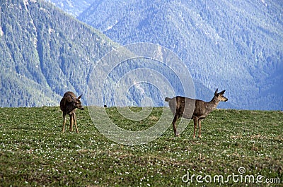 Mountain deers Olympic National Park