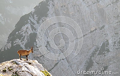 Mountain goat - Alpine Ibex