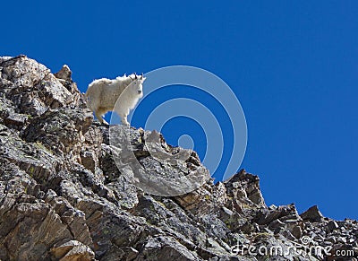 Mountain Goat on Grays Peak