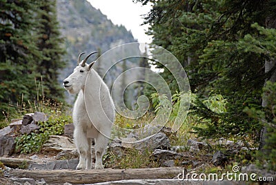 Mountain Goat on Trail