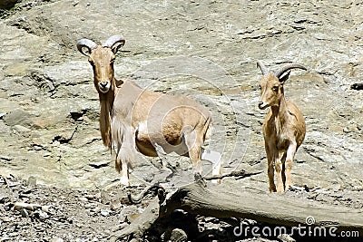 Mountain Goats, friendly animals at the Prague Zoo.