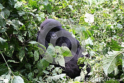 Mountain gorilla, Congo