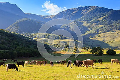 Mountain grassland with grazing cows