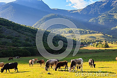 Mountain grassland with grazing cows