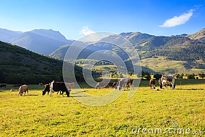Mountain grassland with grazing cows
