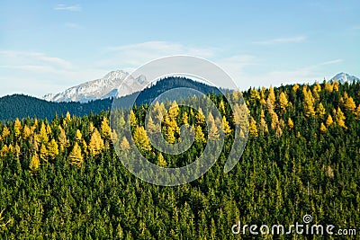 Mountain ladscape with trees