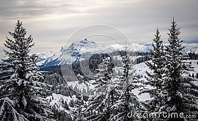 Mountain landscape with christmass trees covered with snow